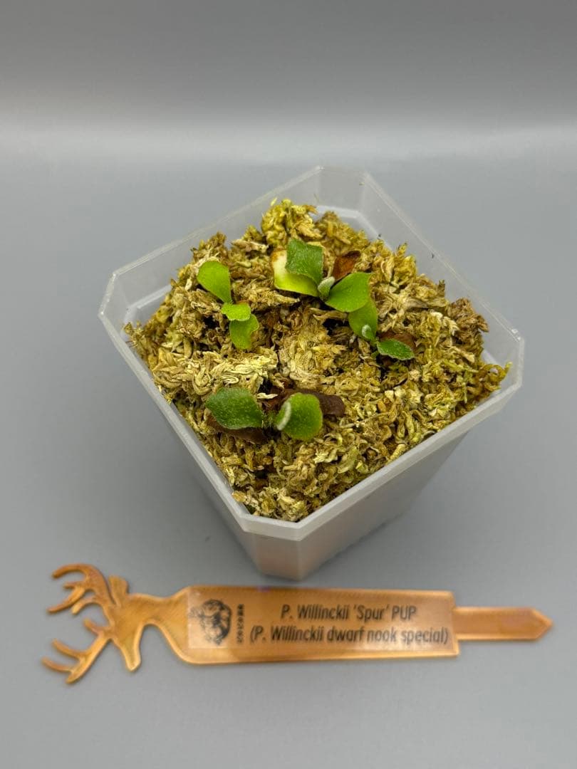 LOVE　P. Willinckii 'Spur' pup株分子株 4株