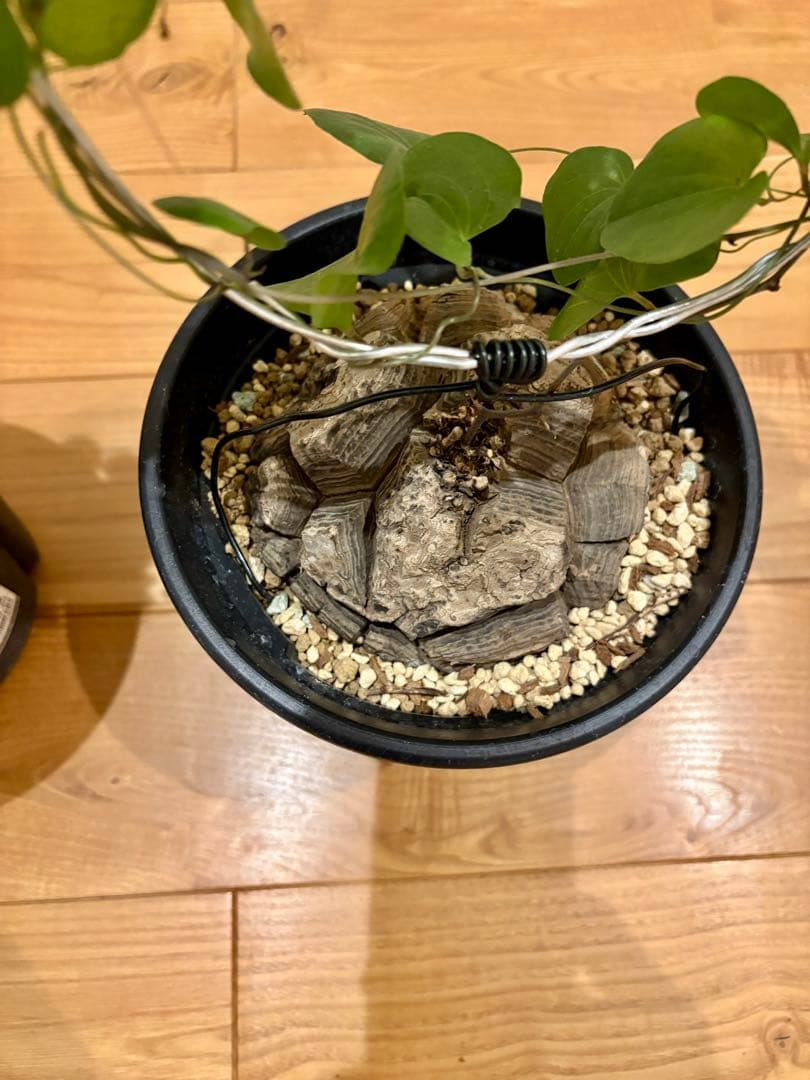 亀甲竜　塊根約13cm 良型・ツル仕立て　ディオスコレア　エレファンティペス