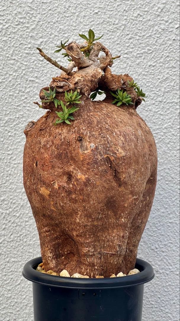 パキポディウム ビスピノーサム　巨大　発根済み