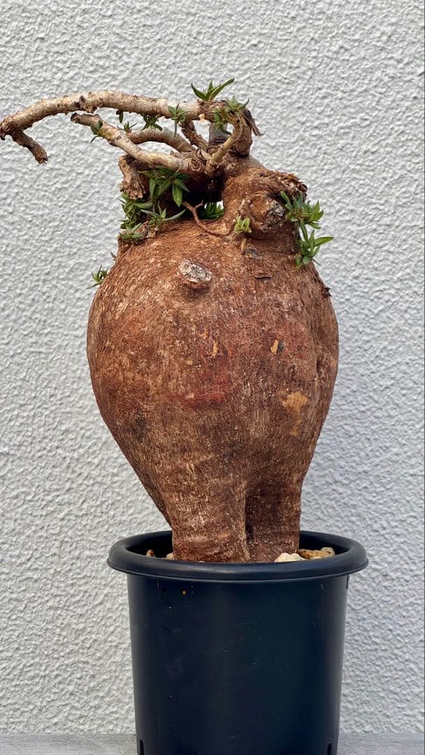 パキポディウム ビスピノーサム　巨大　発根済み