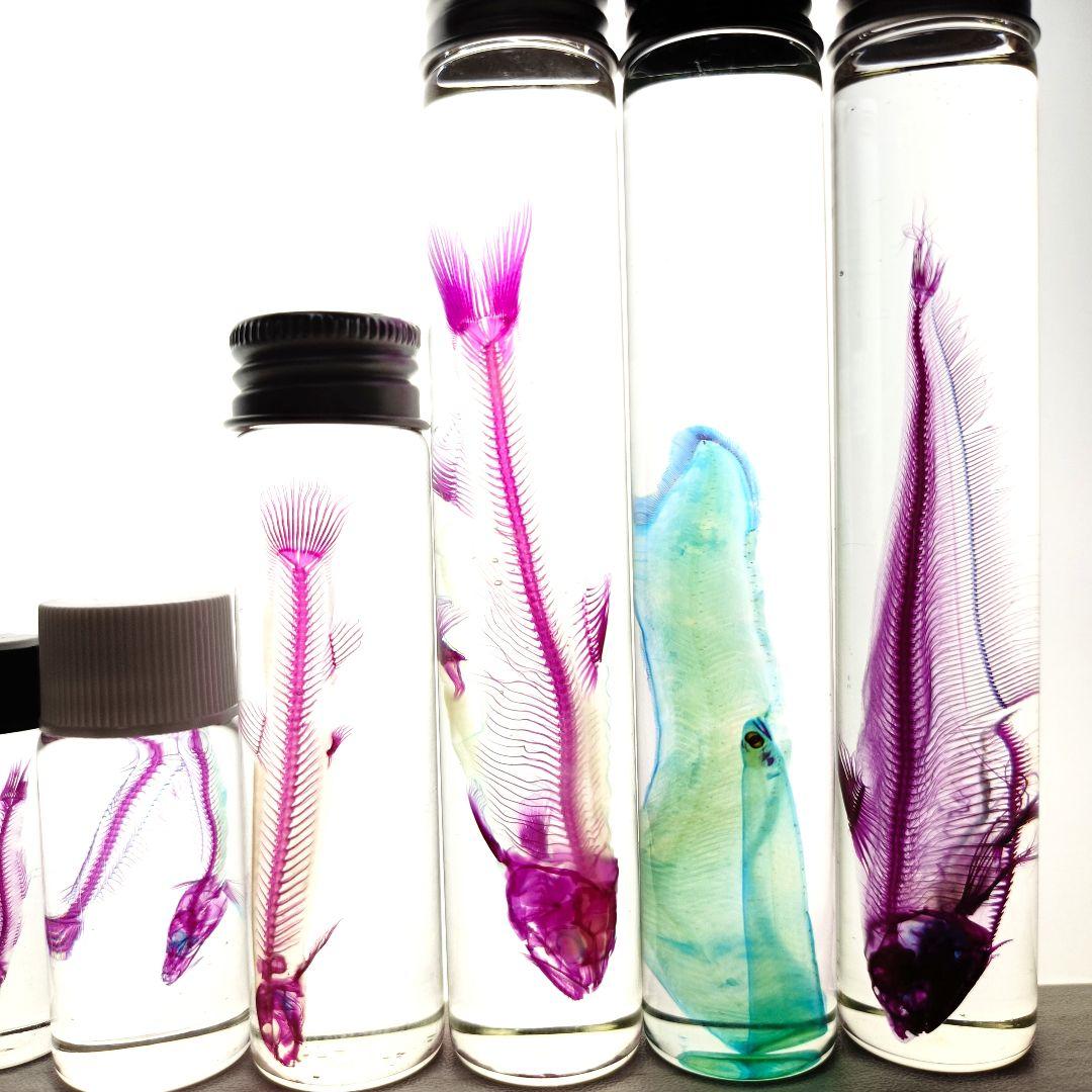 大特価☆美品【透明標本】魚類 9本セット