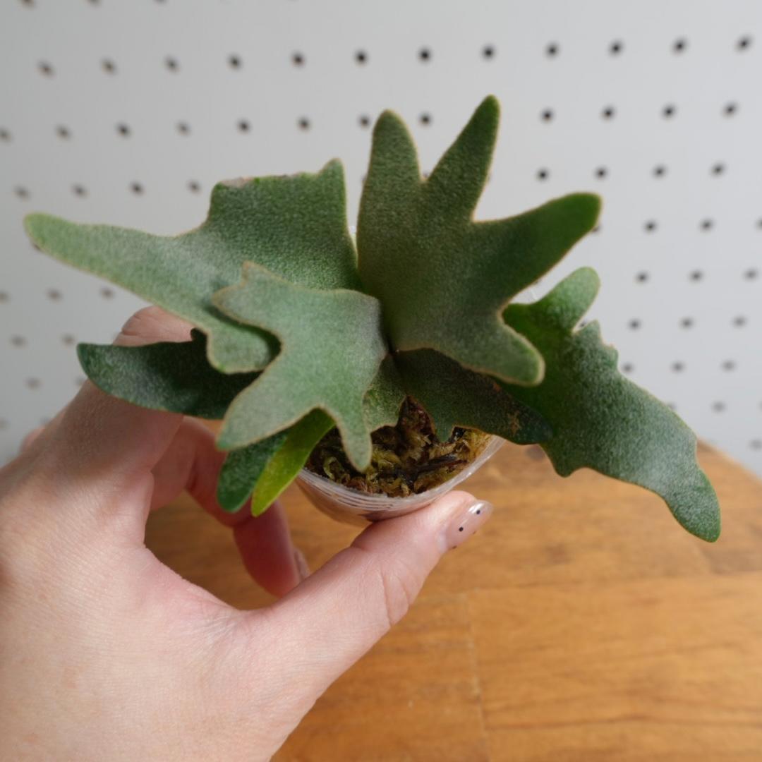 ビカクシダ ウィリンキー YMDS 幼株 イエロームーンドワーフ スポア　14