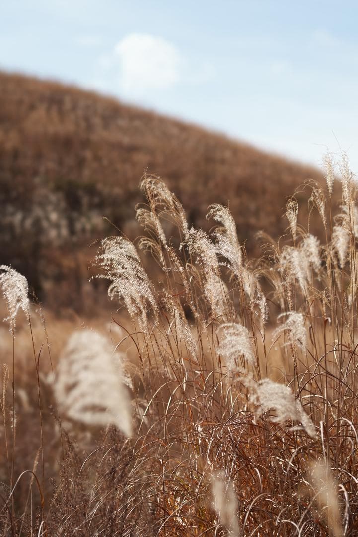 taishi様魔法のボケレンズ！SONY FE100mm F2.8 STF GM