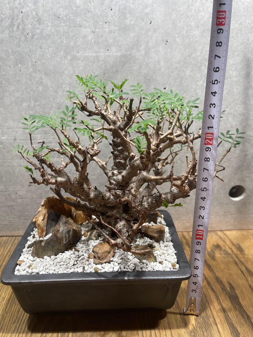 センナメリディオナリス　実生