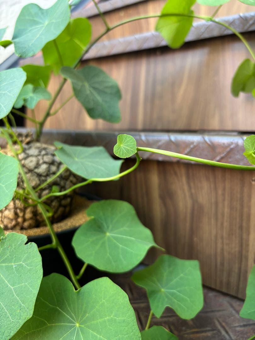 a*i様 ステファニア・スベローサ 大株　現品出荷