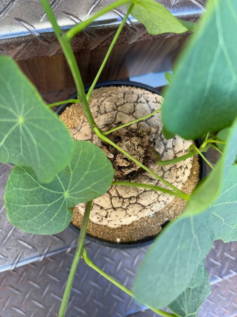 a*i様 ステファニア・スベローサ 大株　現品出荷