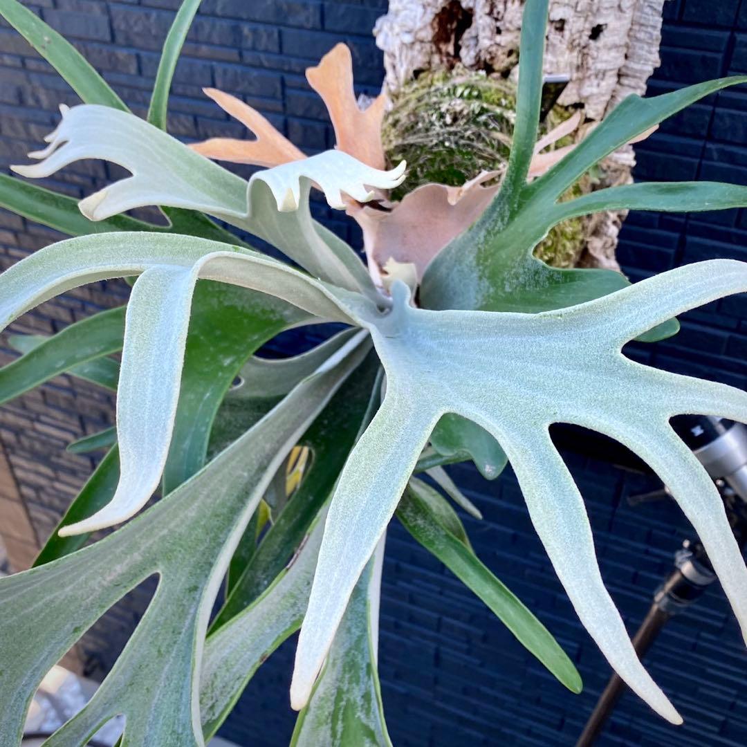 ビカクシダ ハクナマタタ　P. 'Hakuna Matata' OC株