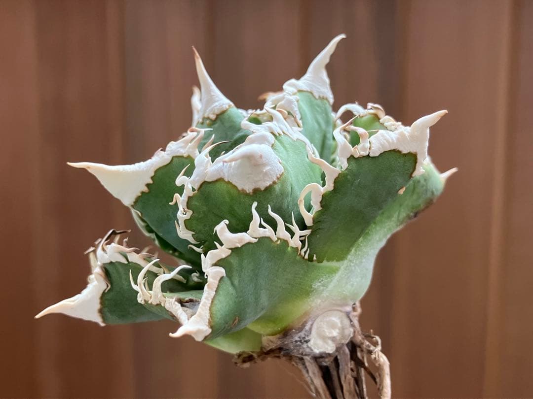 H*C様 【オークション】②選抜　太棘　子株付き　アガべ　チタノタ　白豪刺　TC