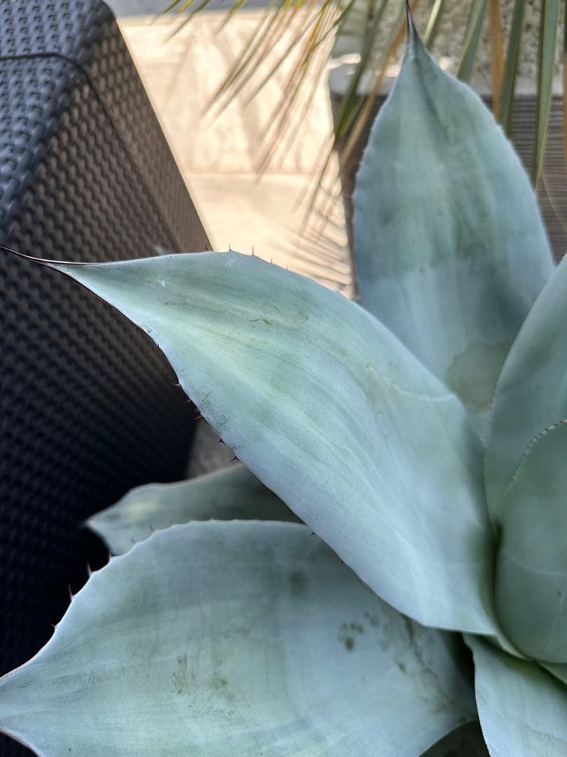 アガベ オバティフォリア フロスティブルー 班入り 鉢付き