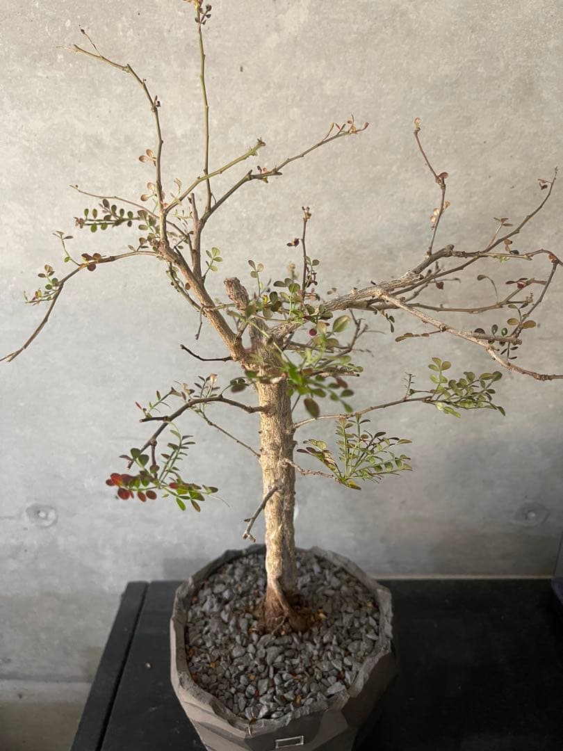 （専用）　 オペルクリカリアデカリー　実生中株　鉢付き