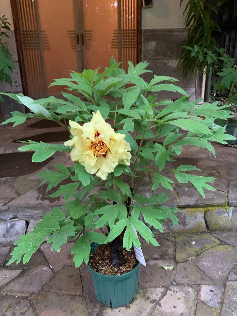 ボタン ゴールデンアイルズ 鉢ごと発送