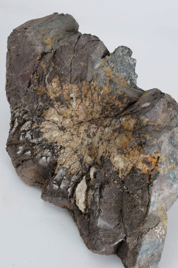 菊花石 紋石 自然石 2kg 鑑賞石 原石 水石 盆石 盆景 飾石 景石 美石