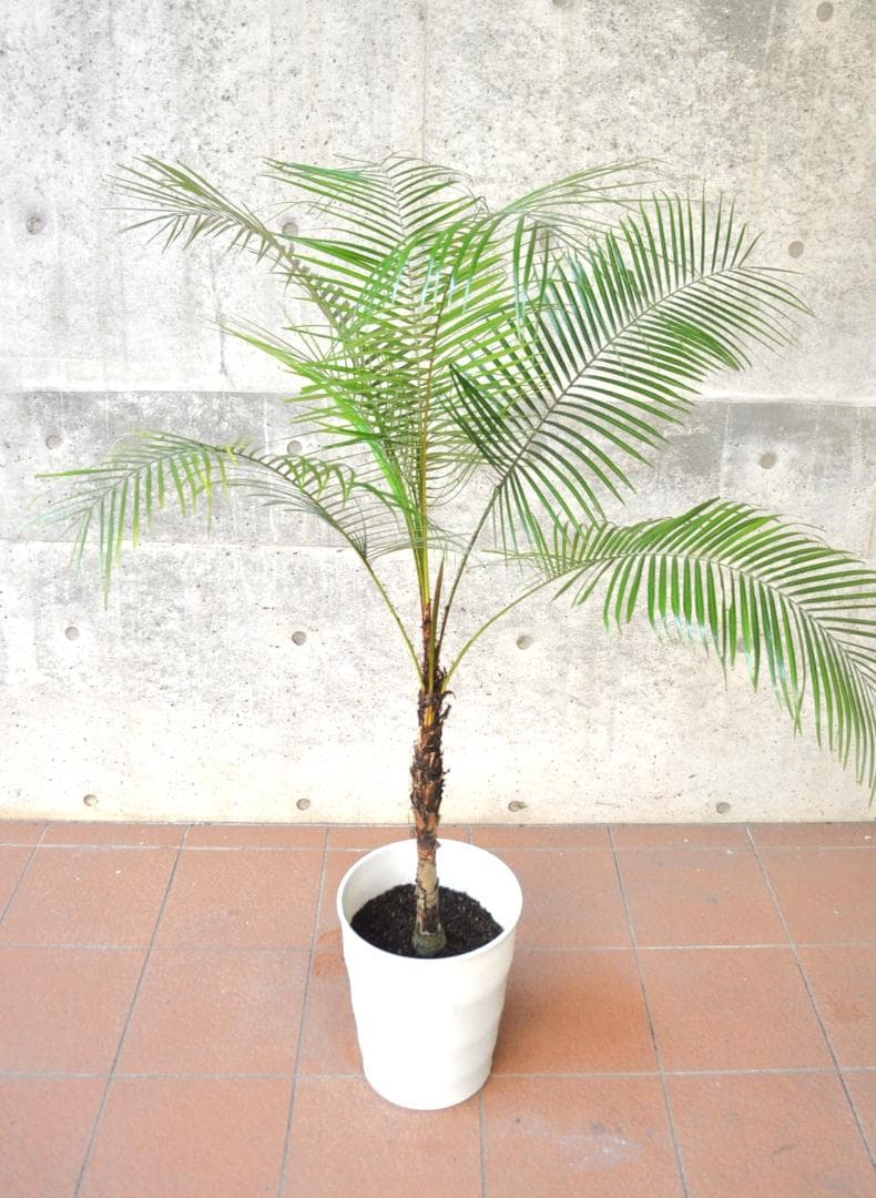 ブラジルヒメヤシ 150cm 10号