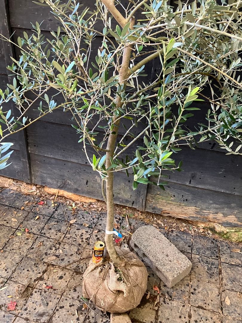 希少　オリーブの木　カリフォルニアクイーン