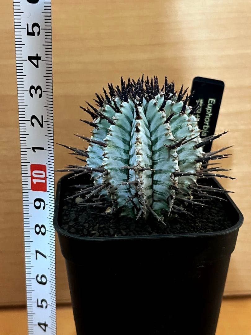 な*の様 ユーフォルビアホリダ 宇田ゼブラホリダ 純血統 特級ゼブラ班 特大サイ