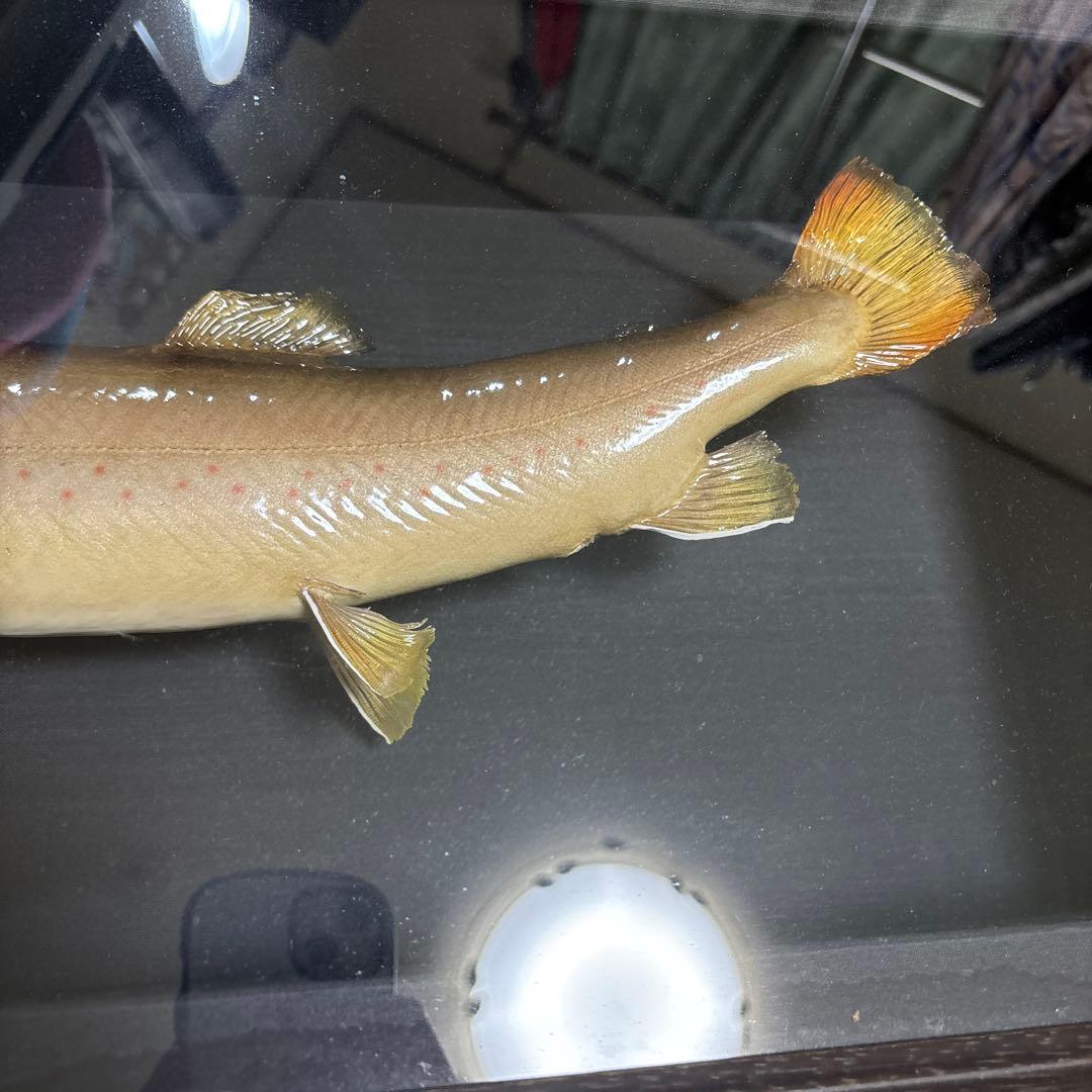 岩魚標本 イワナ　剥製　川魚　清流魚