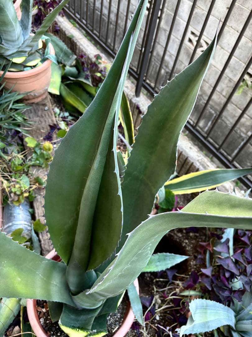 特大‼️ レア‼️ 極耐寒性モンスター アガベ シグマトフィラ