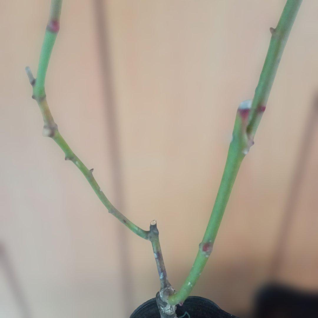 かおりんご様 確認用