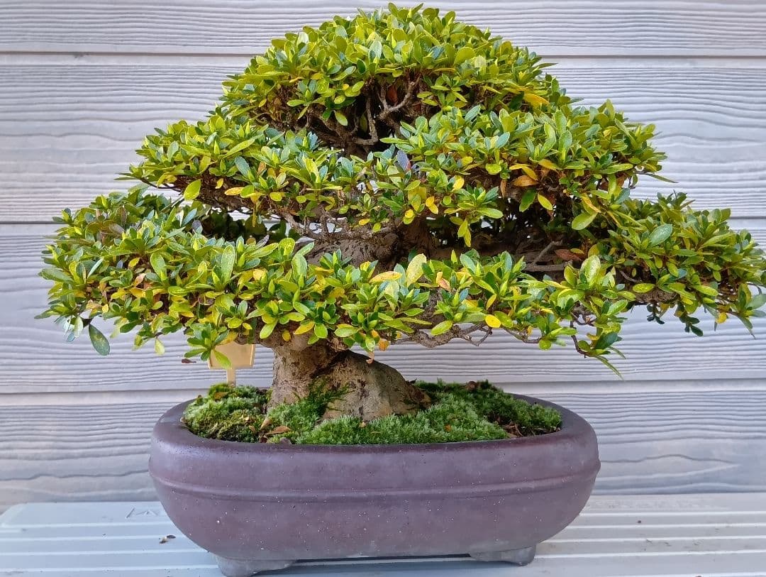 ‼️盆栽‼️皐月盆栽‼️貴婦人‼️