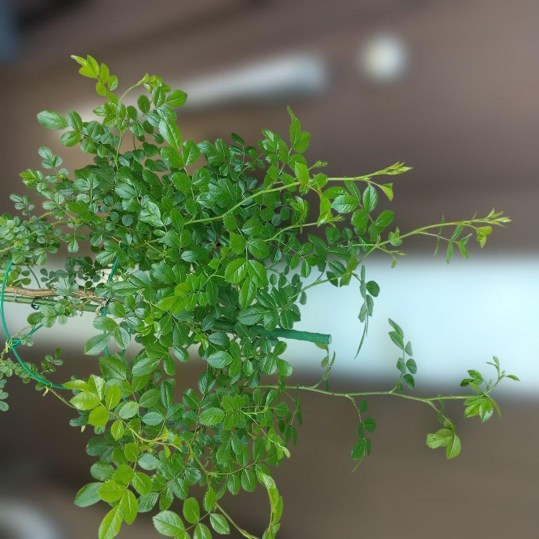 スタンダード仕立てバラ苗(ウィーピングST.スーパーエクセルサ)