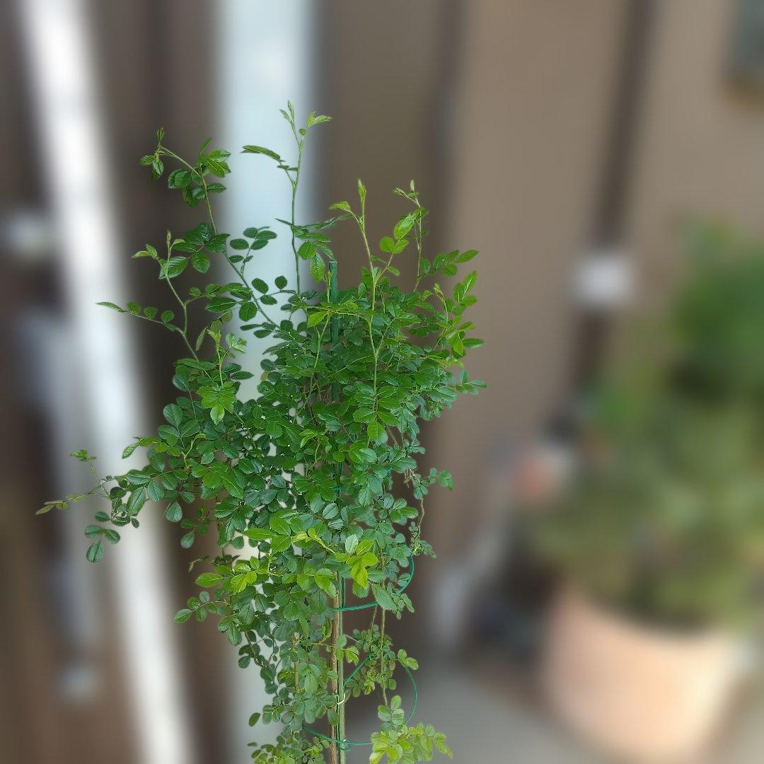 スタンダード仕立てバラ苗(ウィーピングST.スーパーエクセルサ)