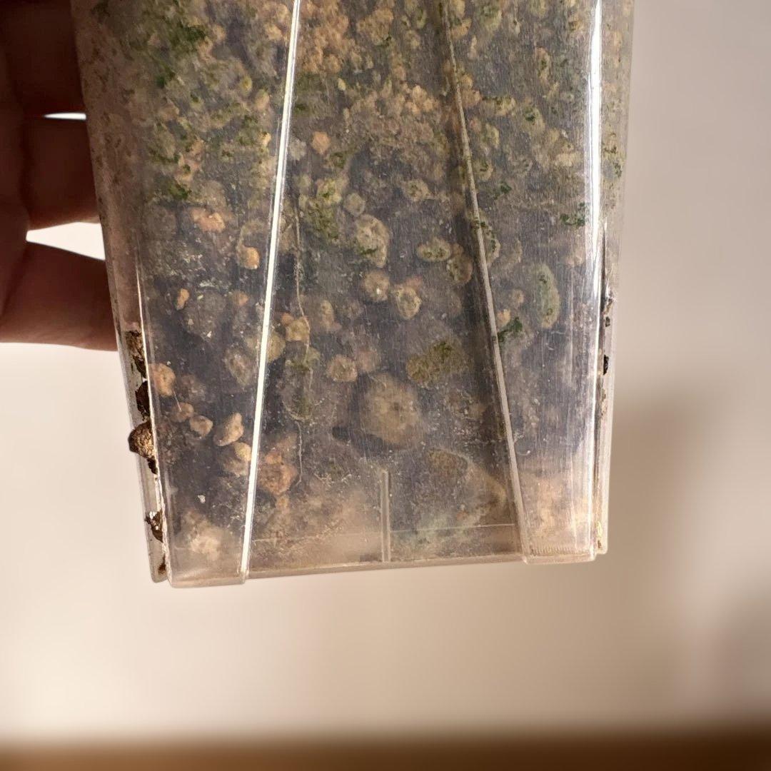 ケラリアピグマエア　ベアルート株