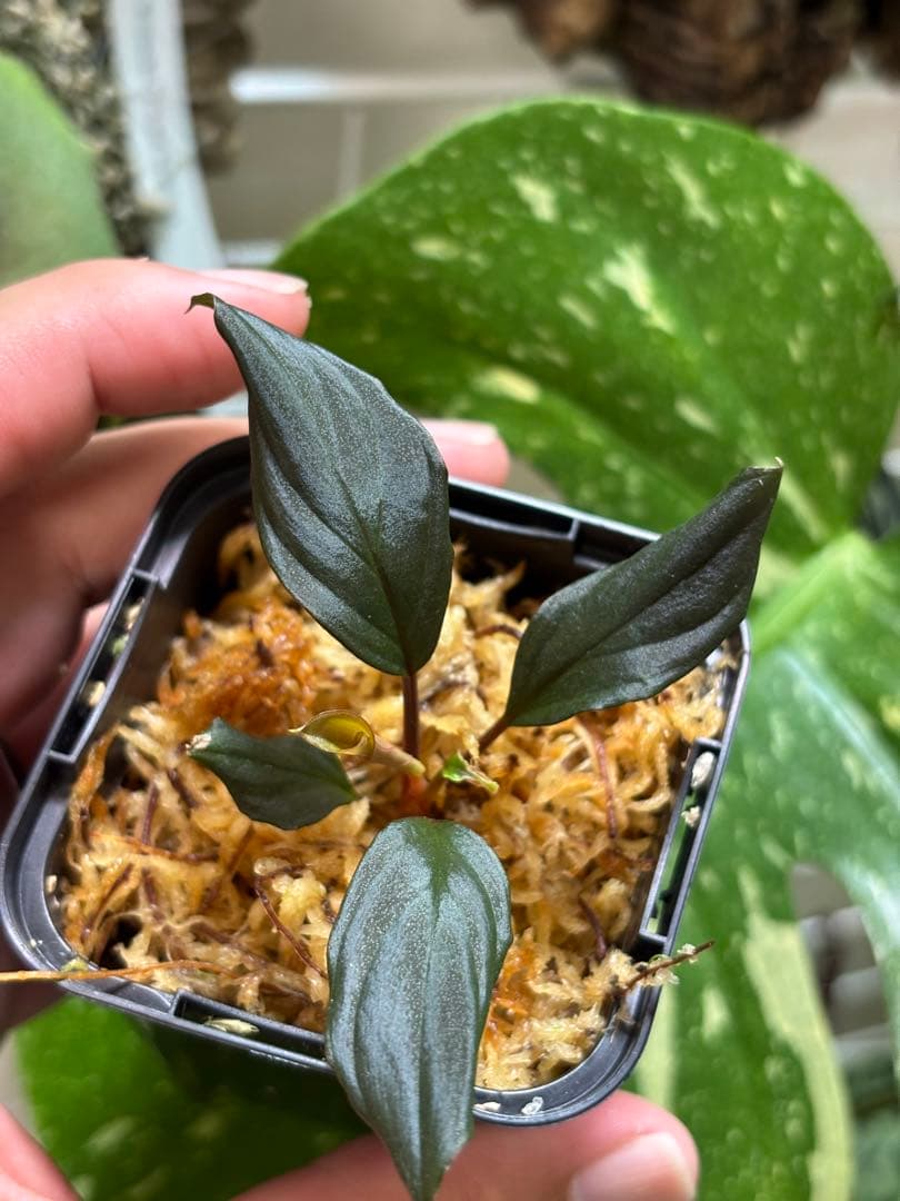 Homalomena sp.\"黒閃\"from kapuas【AZ0819-2】