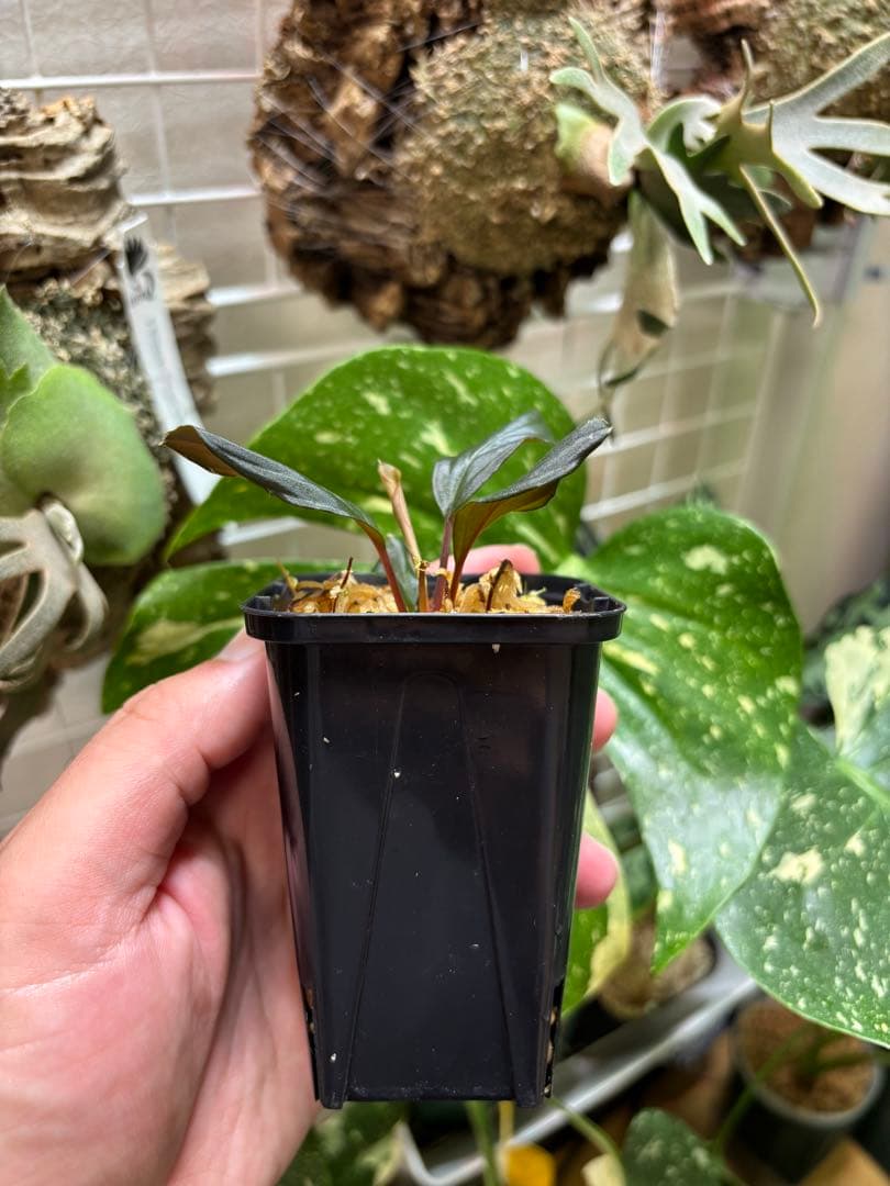 Homalomena sp.\"黒閃\"from kapuas【AZ0819-2】