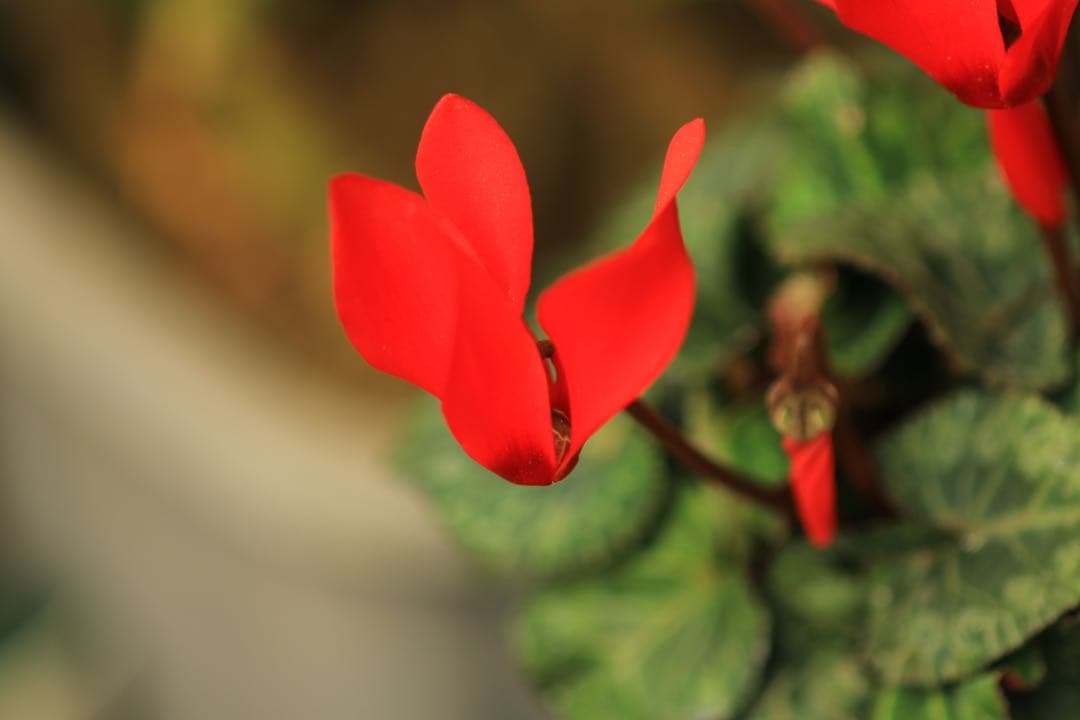 Canon キャノン　100mm F2.8 マクロレンズ　美品