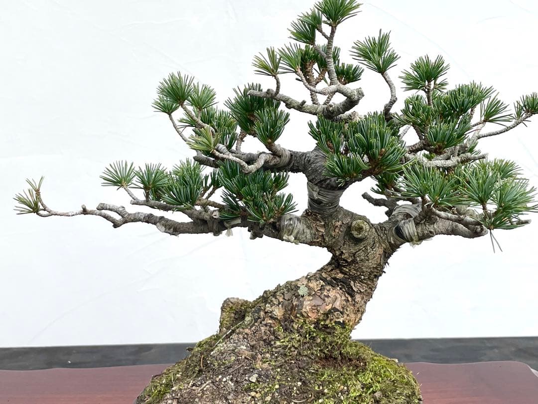 三河盆栽　明星　五葉松　盆栽　品種物　人気品種　八房　古木