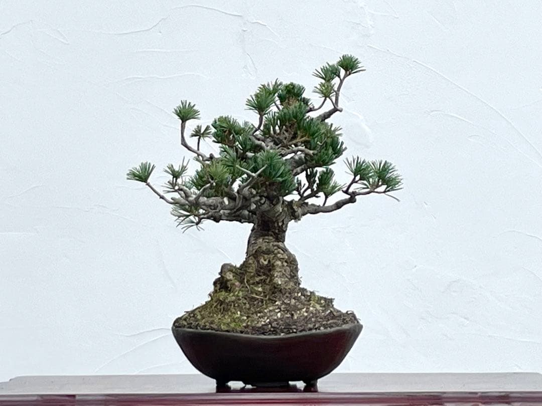 三河盆栽　明星　五葉松　盆栽　品種物　人気品種　八房　古木