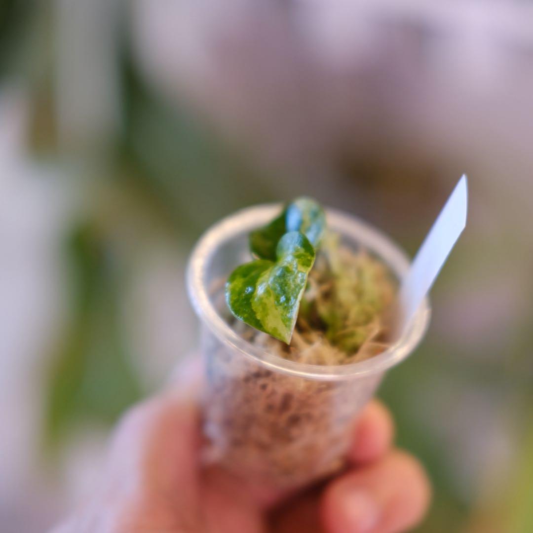 A.(Papi var×Cry marble) × (Besseae×Papi)