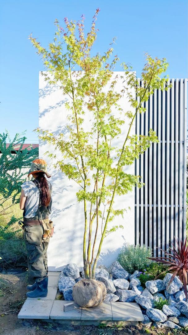 逸品。イロハモミジ大株立ち3.0M(鉢底から)