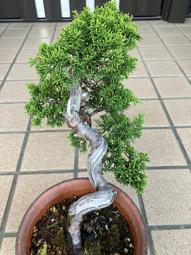 ★★真柏盆栽 糸魚川　半懸崖　極上品　◉超大特価2/15(日曜)迄　早いもの勝ち