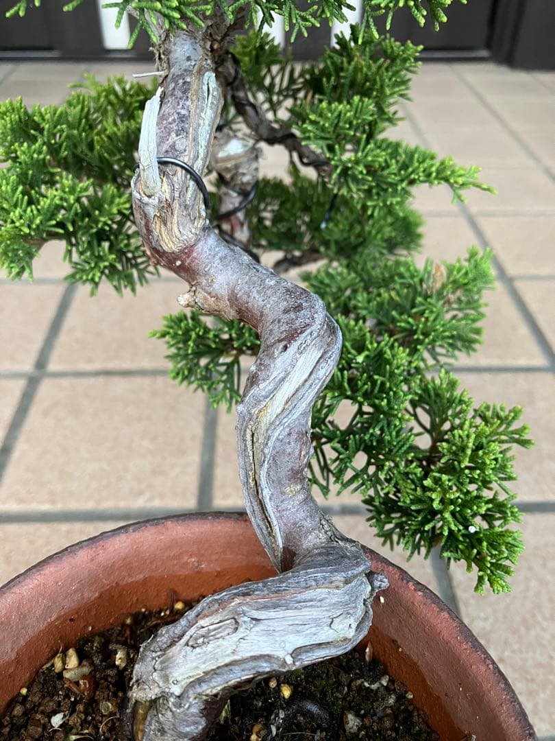 ★★真柏盆栽 糸魚川　半懸崖　極上品　◉超大特価2/15(日曜)迄　早いもの勝ち