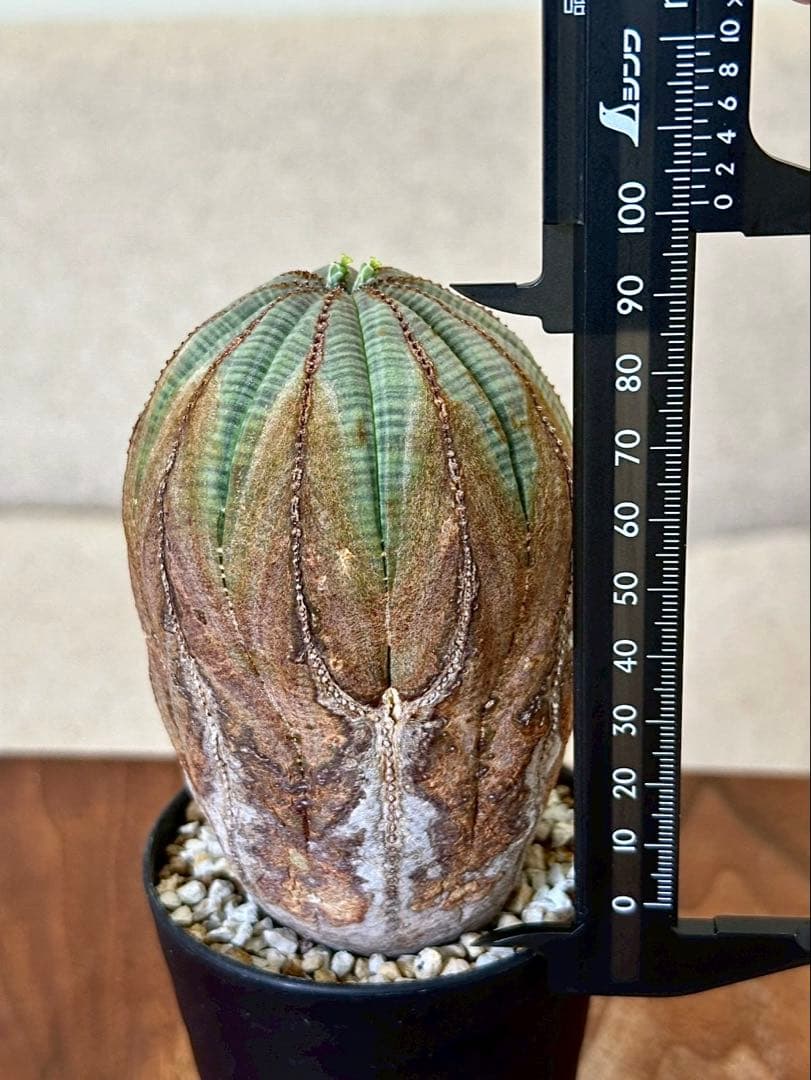 ユーフォルビア オベサ オールドオベサ 木質化 ヨーロッパ株