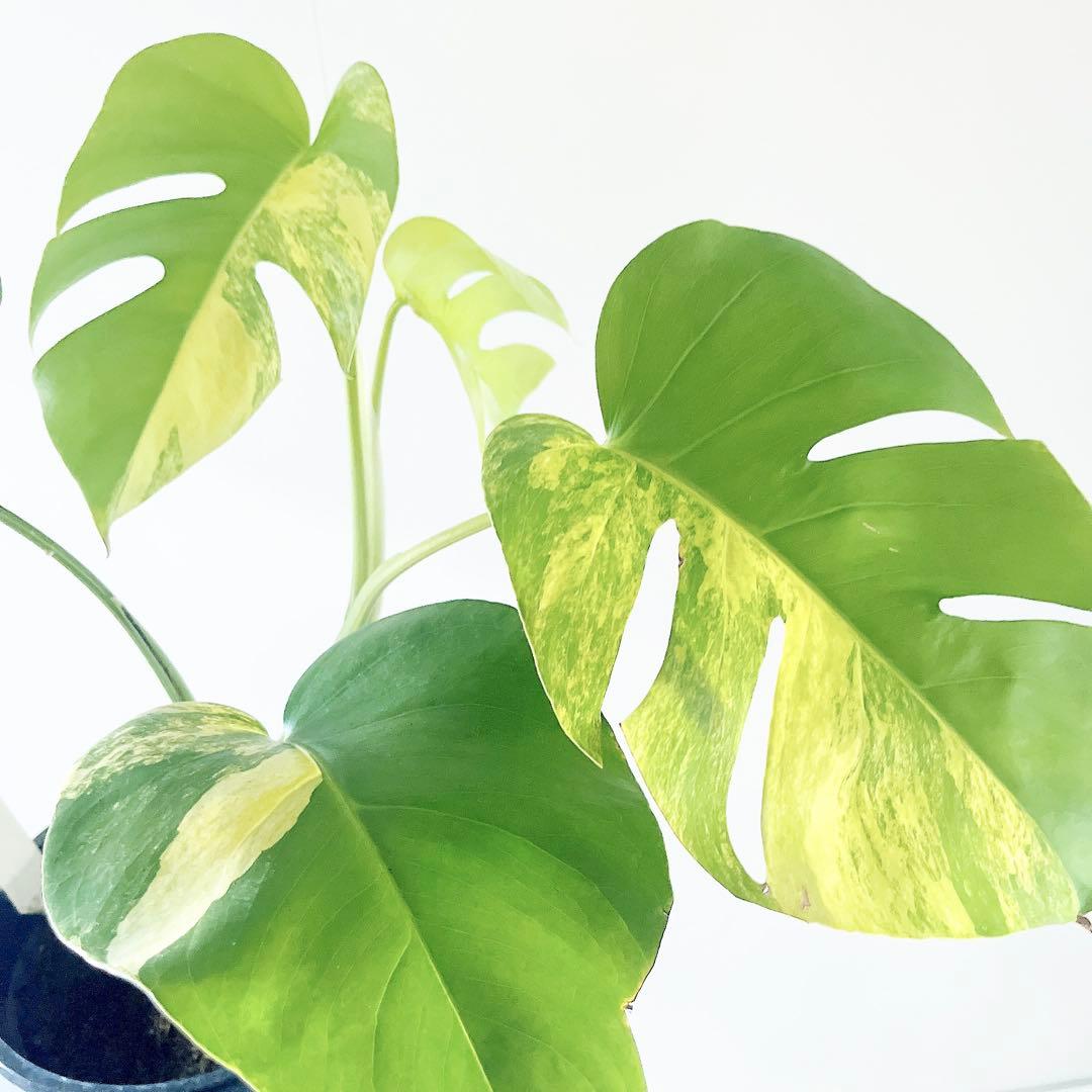 《希少》モンステラ ボルシギアナ オーレア 黄斑入り 1月限定出品