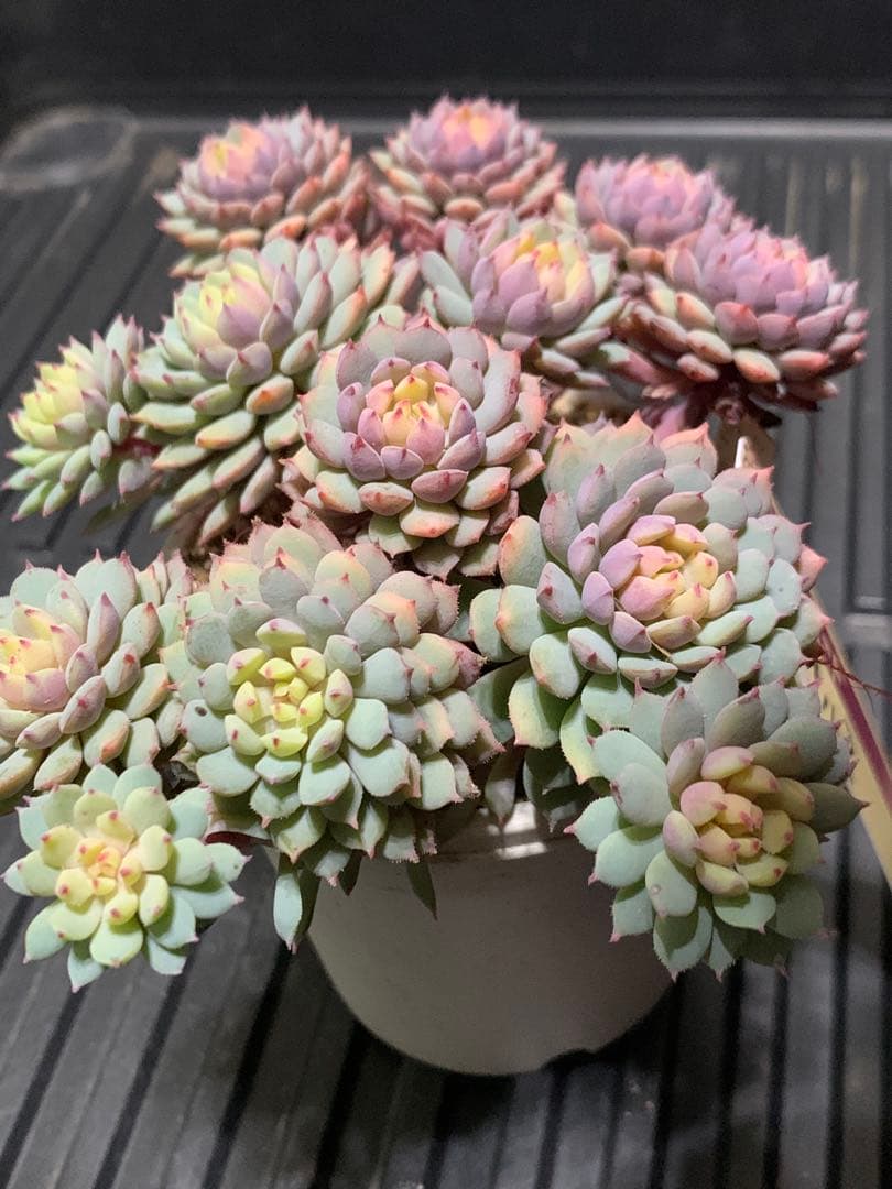 ちょこん　札付き　鉢のままメルカリ便　超大株　3号鉢　13頭 ミックスベリア