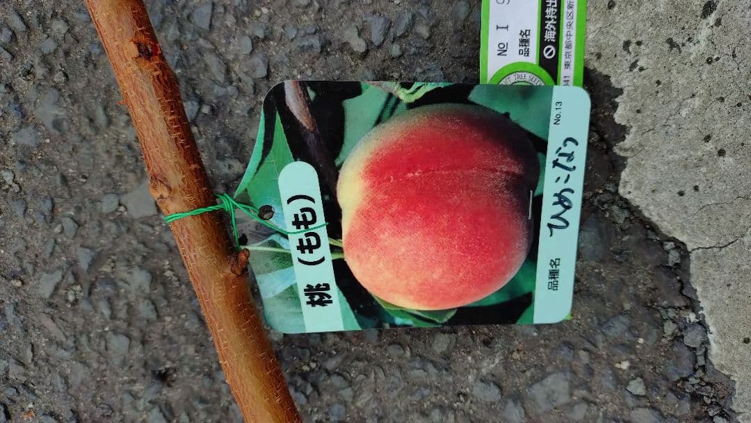 「ひめこなつ」＆「黄金桃苗木」セット販売品企画！