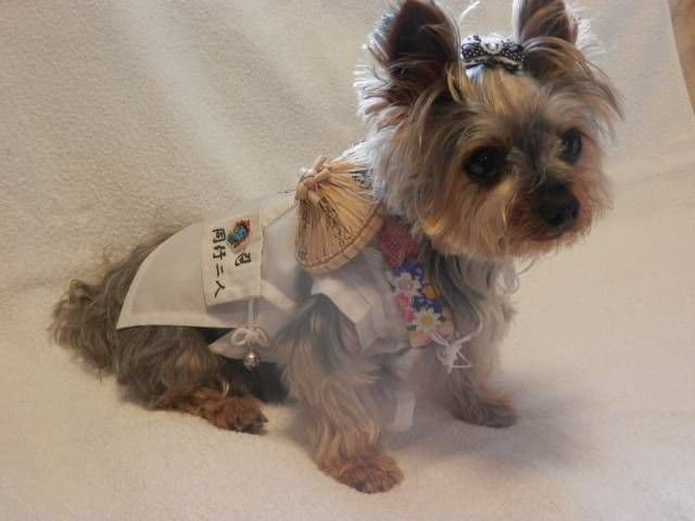 ペット用お遍路白衣三点セット　Мまで