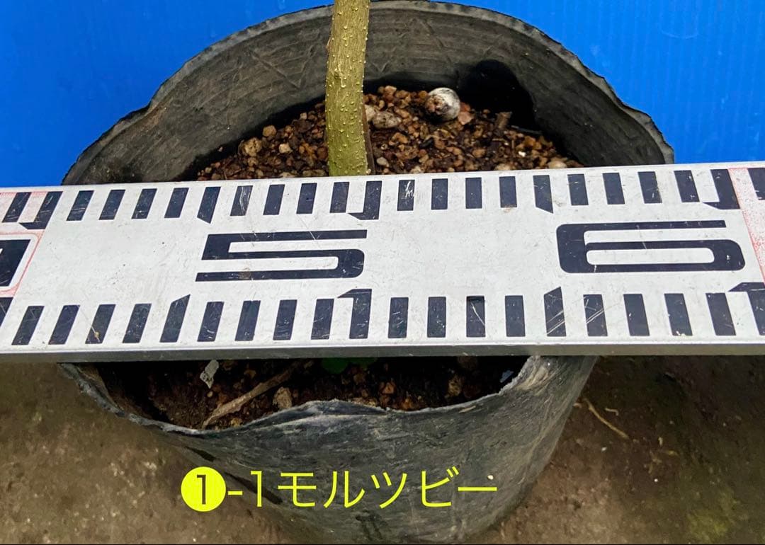 ❶-1ホワイトサポテ モルツビー 特選接木苗