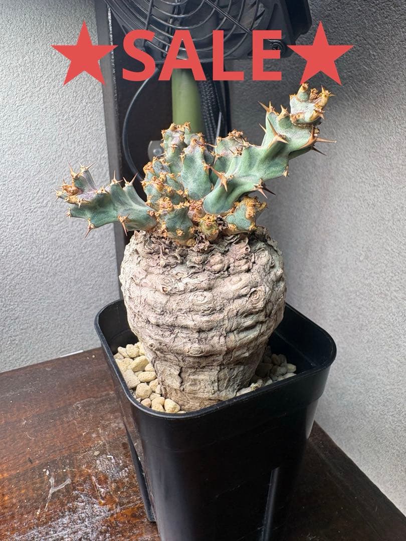 ユーフォルビア　クラビゲラ　現地株　発根済み　コンパクト良型