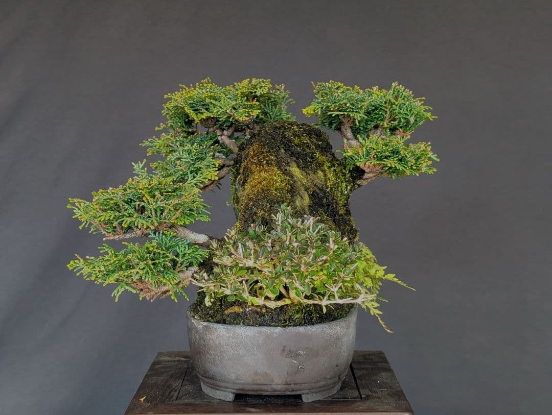 津山ヒノキ　石付き　3本　小品盆栽　中品盆栽