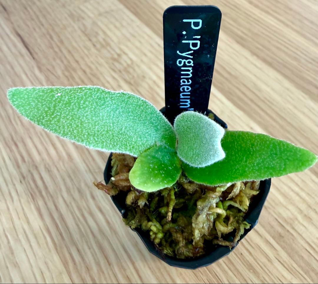 ビカクシダ　セット　マダガスカリエンセ　リドレイ　ドワーフなど