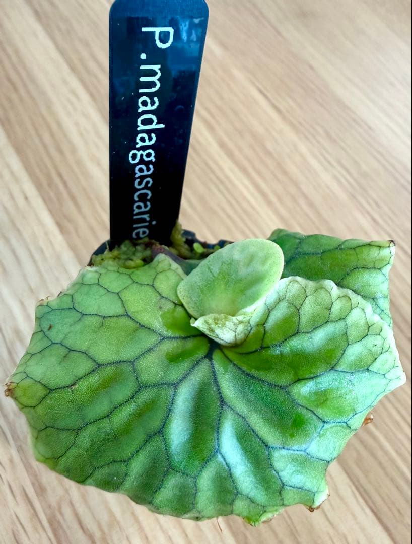 ビカクシダ　セット　マダガスカリエンセ　リドレイ　ドワーフなど