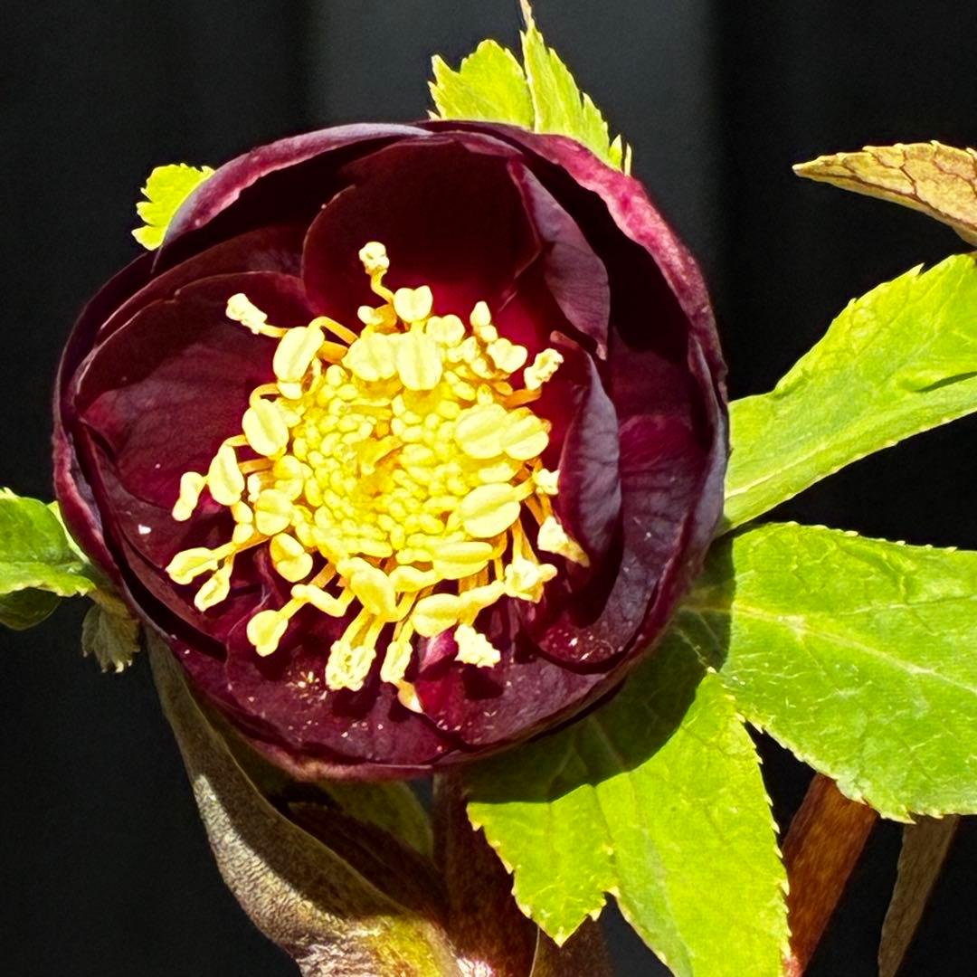 ラ*ク様 3498☘️蕾花付き☘️極上☘️⭐️コロコロ小輪⭐️紅赤オーレア⭐️コ