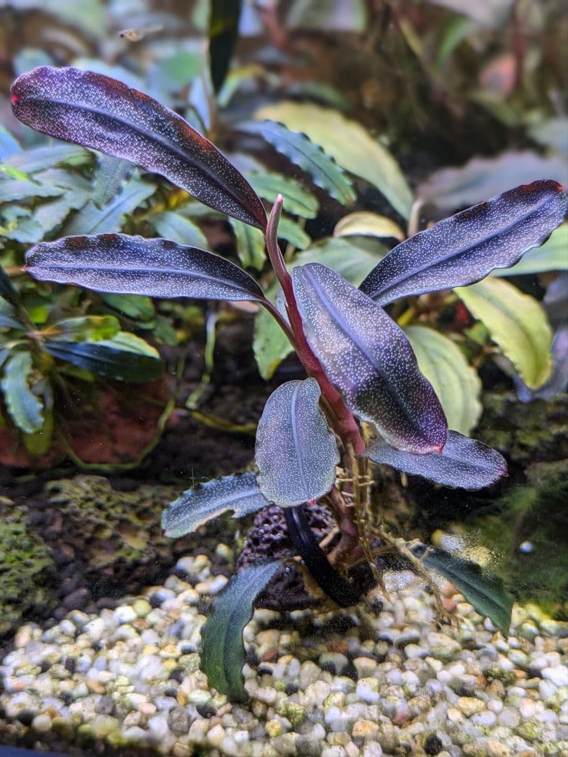 ブセファランドラsp.Demos 3rd【完全水中葉】