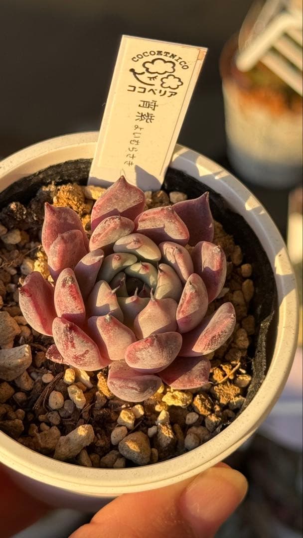 多肉植物　ココベリア命名苗　宵紫　札付き　メルカリ便
