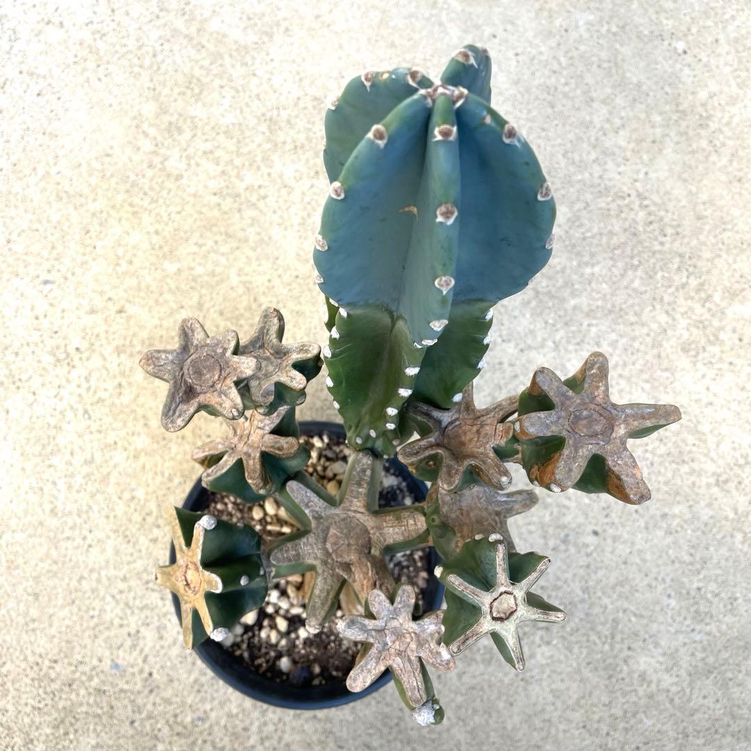 【鉢植え・送料込】柱サボテン ヌーダム (トゲ無し) ブランチ 沖縄育ち