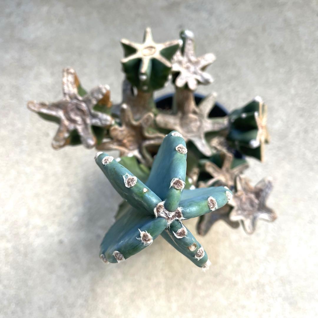 【鉢植え・送料込】柱サボテン ヌーダム (トゲ無し) ブランチ 沖縄育ち